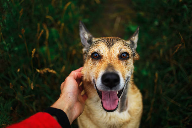 istock Owner caring and stroking happy friendly dog 1207714091