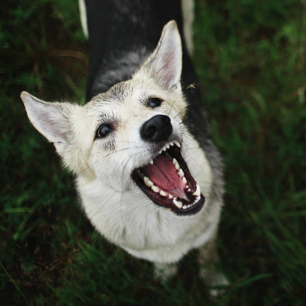 Cute smart mongrel dog with natural background