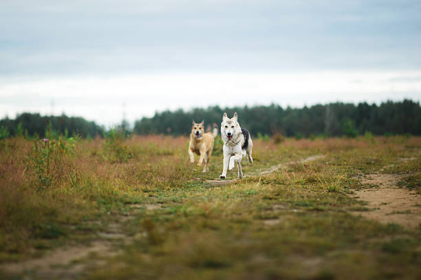 istock Happy healthy dogs running on dirt road 1207714183