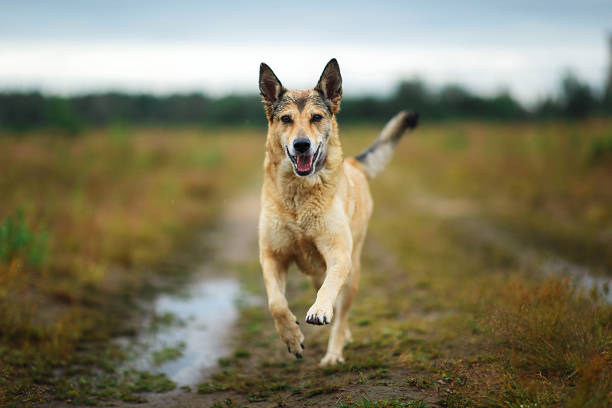 istock Happy healthy dog running on dirt road 1207714220