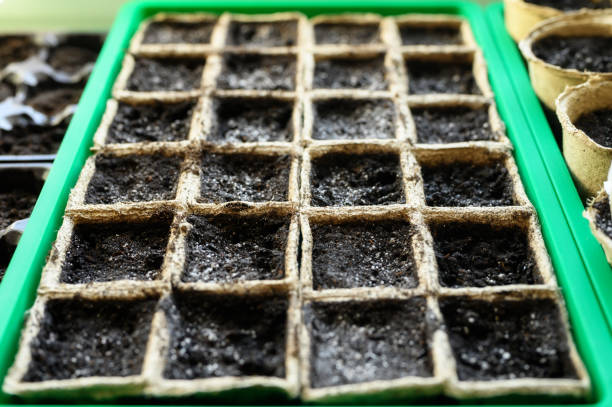 istock peat pots for seedlings with empty land on the windowsill 1207714373