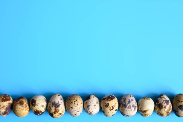 row of quail eggs on a blue background. space for text
