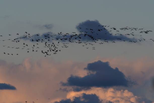istock Crane (grus grus) Swarm in the evening sky with cloud 1207714398