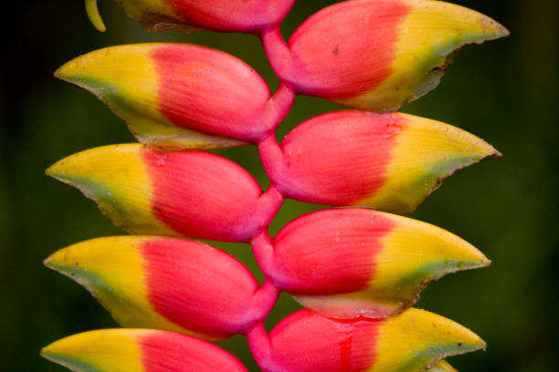 Heliconia sp. Rain forest near the Pastasa River in south east Ecuador South America