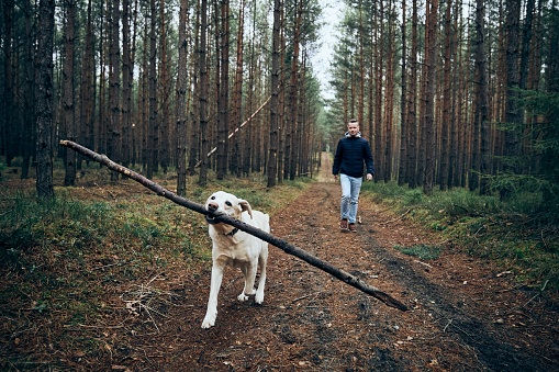 Man with dog on pathway in the middle of forest. Labrador retriever carrying stick in mouth.