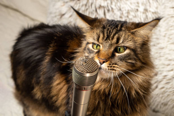 istock Cat and microphone. Funny maine coon cat singing a song 1207716776