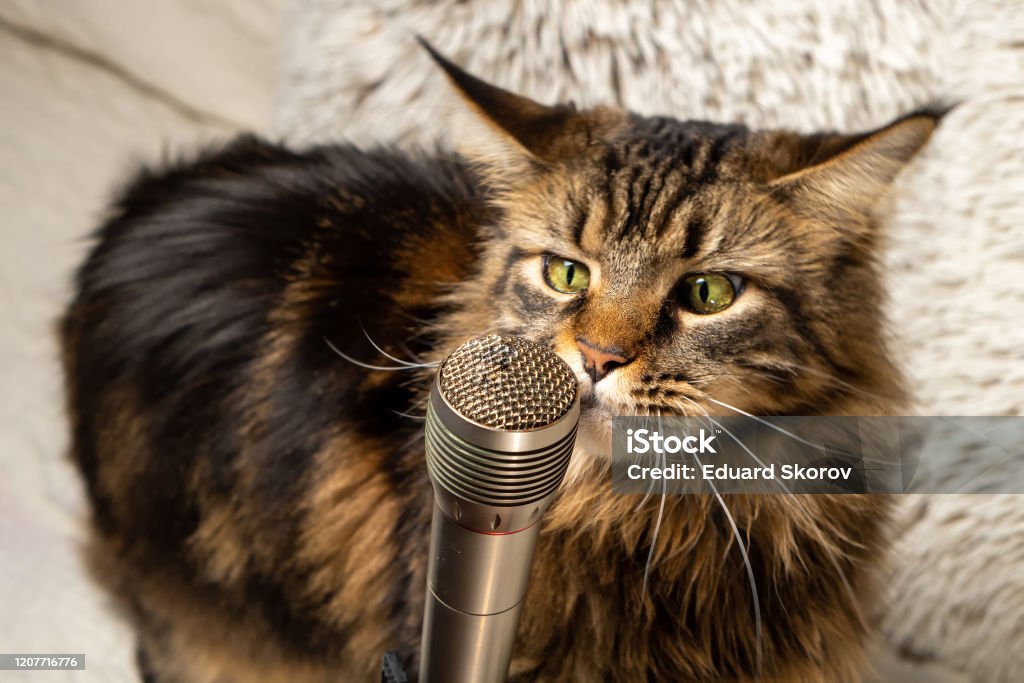 Cat and microphone. Funny maine coon cat singing a song Cat and microphone. Funny maine coon cat singing a song. Domestic Cat Stock Photo