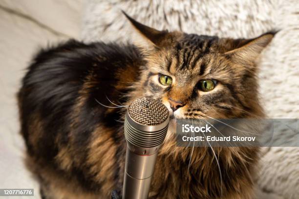 Cat And Microphone Funny Maine Coon Cat Singing A Song Stock Photo - Download Image Now