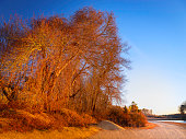 Giant maple trees covered with vines on dirt road