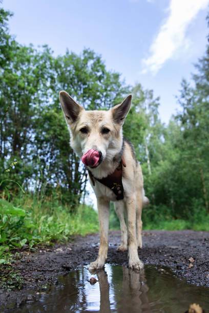 istock Cute gray Dog drinking water from puddle 1207716919