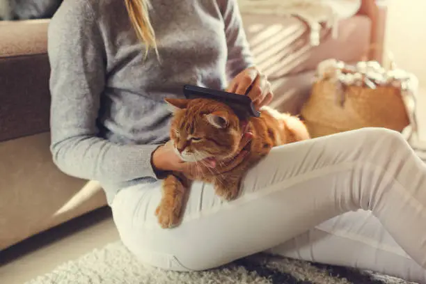 Photo of Combing ginger cat with comb brush at home. Woman taking care of pet removing hair sitting on floor. Clean animals