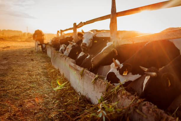 istock Cows grazing on farm yard at sunset. Cattle eating grass and walking outdoors at sunset. Farming and agriculture 1207718286