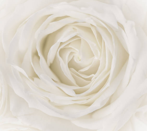 istock Soft focus, abstract floral background, white rose flower. Macro flowers backdrop for holiday brand design 1207720001