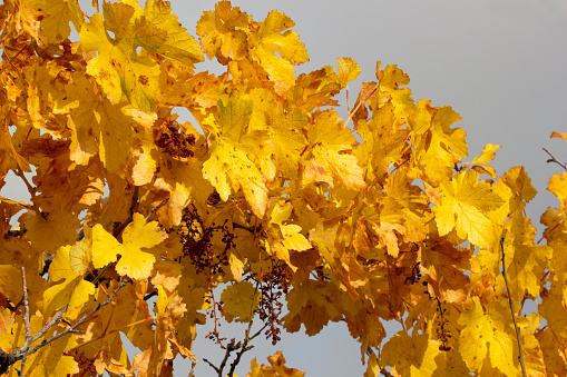 yellowed vine leaves in autumn