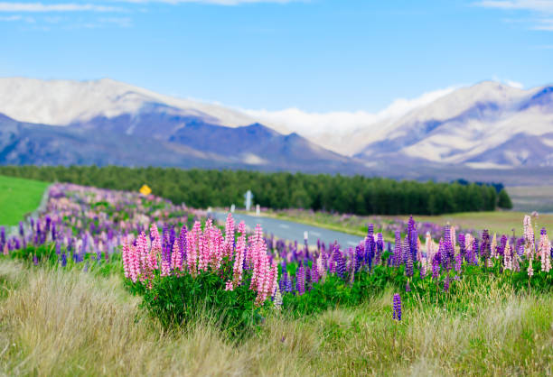 istock Lupines in New Zealand 1207721366