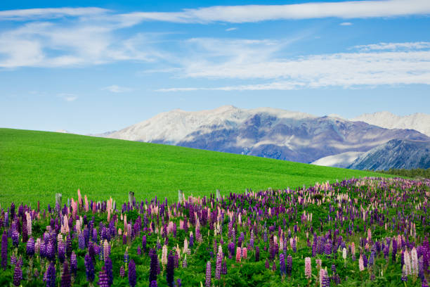istock Lupines in New Zealand 1207721367