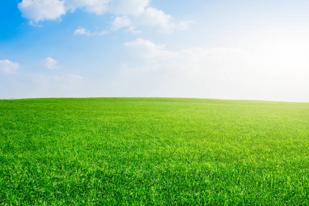 istock Green grass field with blue sky and white clouds. 1207721390