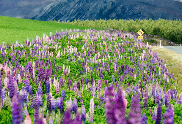 istock Lupines in New Zealand 1207721394