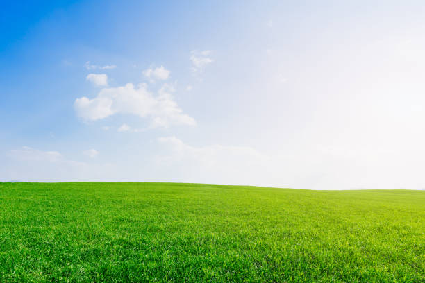 champ vert d’herbe avec le ciel bleu et les nuages blancs. - grass sky cloudscape meadow photos et images de collection