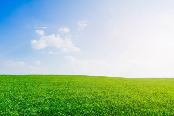 Green grass field with blue sky and white clouds. Backgrounds, Grass, Cloud - Sky, Agricultural Field, Meadow, Lawn, New Zealand meadow grass stock pictures, royalty-free photos & images