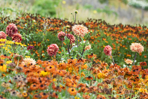 istock A beautiful garden with different types of flowers in Upper Austria (Austria) 1207721534