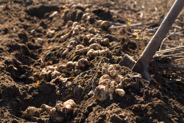 istock harvesting jerusalem artishok 1207722645