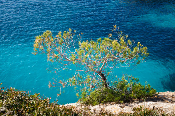 istock The tree on the stony coast of sea 1207723670