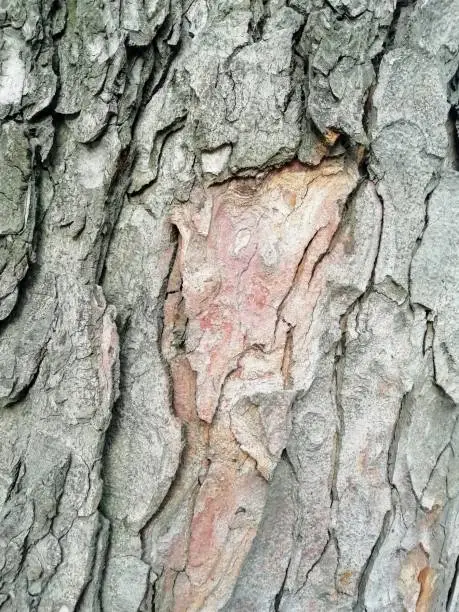 Tree trunk photos