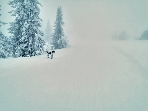 istock A foggy winter day 1207726682