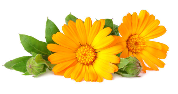 istock marigold flowers with green leaf isolated on white background ( calendula flower ) 1207727611