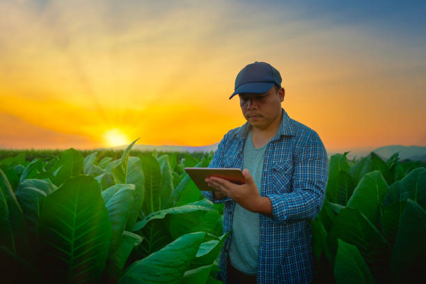istock farmer using smartphone in tobacco garden with light shines sunset 1207727975