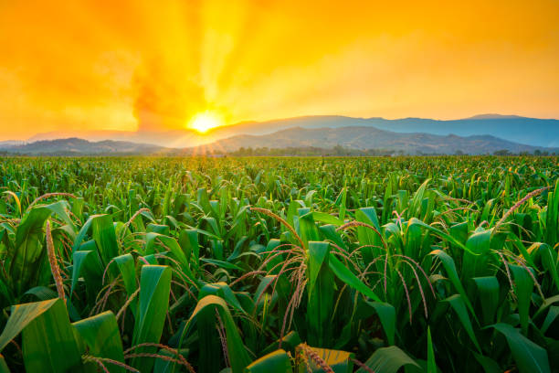 istock corn field in agricultural garden and light shines sunset 1207727977