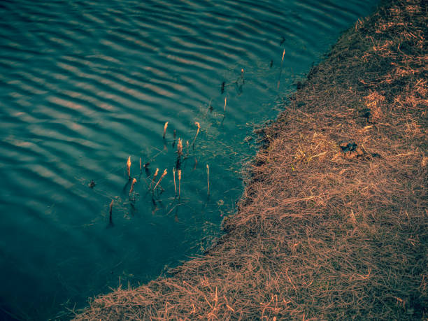 Tranquil scenery of flooded cranberry bog on Cape Cod