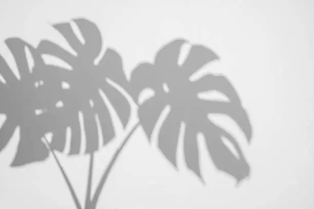 Photo of shadows monstera leaf on concrete textured wall surface background