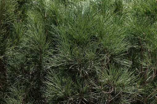 Closeup of pine tree branches (Pinus). Texture background image.