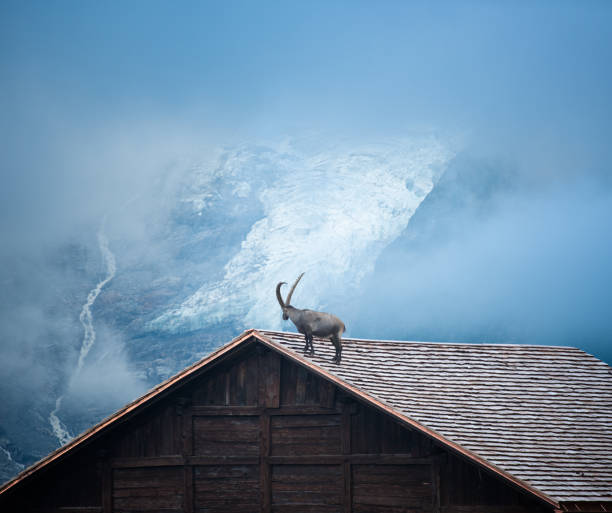 Ibex goat standing on the rooftop of a house in front of mountain glacier