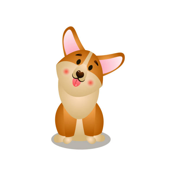 istock Cute open mouth corgi dog stay on home place 1207731178