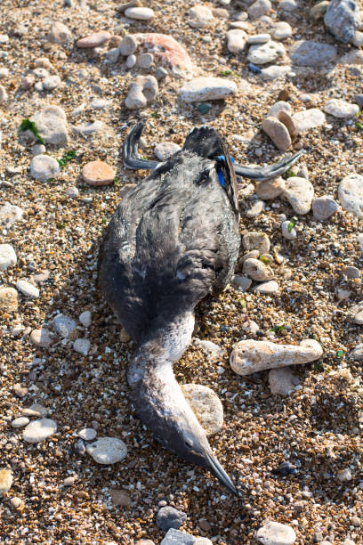Pato Muertos En La Playa - Banco de fotos e imágenes de stock - iStock Pato Muertos En La Playa - Banco de fotos e imágenes de stock - iStock