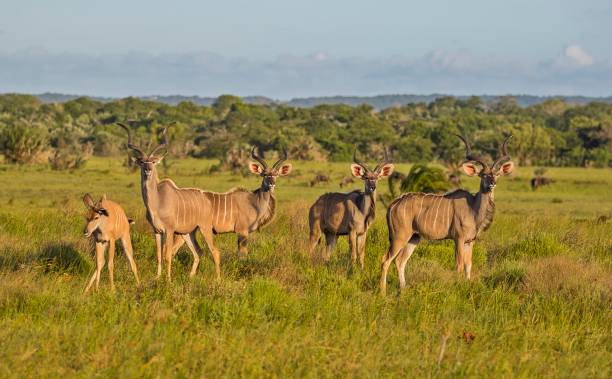 Kudu Group of kudu walks in iSimangaliso Wetland Park with savannah landscape. South Africa game drive safari. kudu stock pictures, royalty-free photos & images
