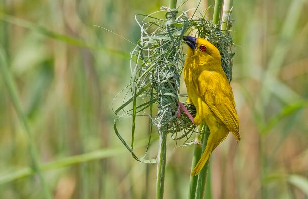 istock Eastern golden weaver (Ploceus subaureus) 1207731292