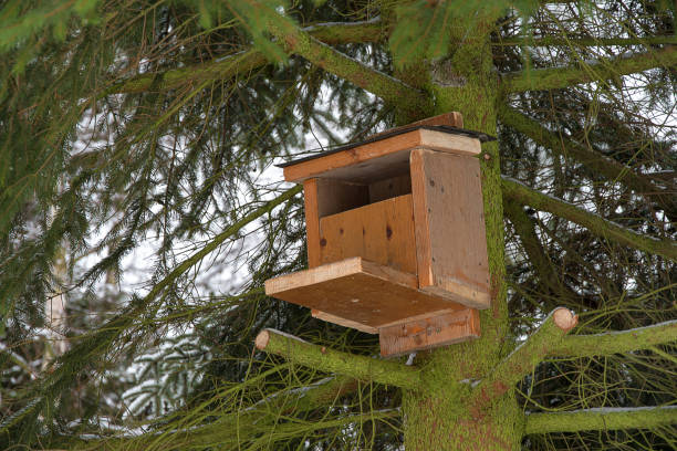 istock Housing for squirrels mounted on spruce. Home made. Help for squirrels in winter. 1207731405