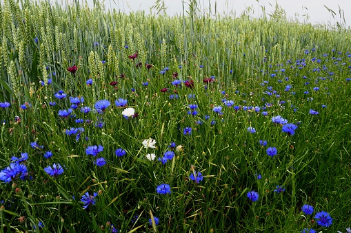 cornflowers(cyanus segetum), field edge with white, purple and light blue flowers