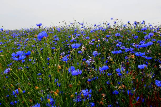 Cornflowers (Cyanus segetum), light blue, sky blue, bloom at the edge of the field, summer Cornflowers (Cyanus segetum) Blue, Bed in the cornfield, Organic cultivation, Flowering cornflower photos stock pictures, royalty-free photos & images