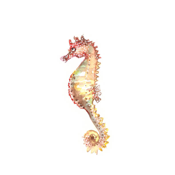 istock Watercolor sea horse with yellow and brown colors 1207733837