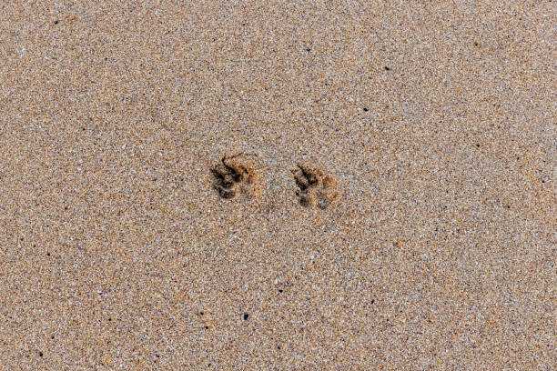 istock Tiny paw prints of a dog on a Cornish beach in winter 1207734287