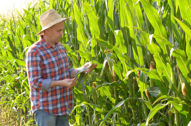 istock Farmer in straw hat inspecting corn with green field at background 1207735134