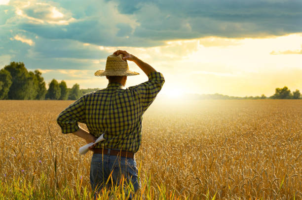 istock Farmer in straw hat stands at harvest ready wheat field 1207735156