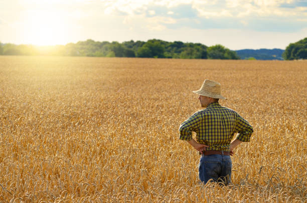 istock Farmer in straw hat stands at harvest ready wheat field 1207735169