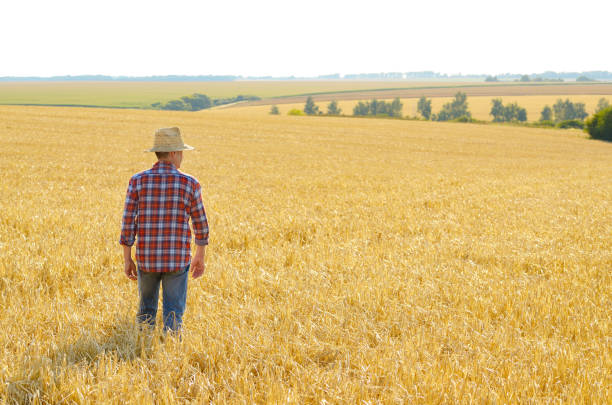 istock Farmer in straw hat stands at harvest ready wheat field 1207735216