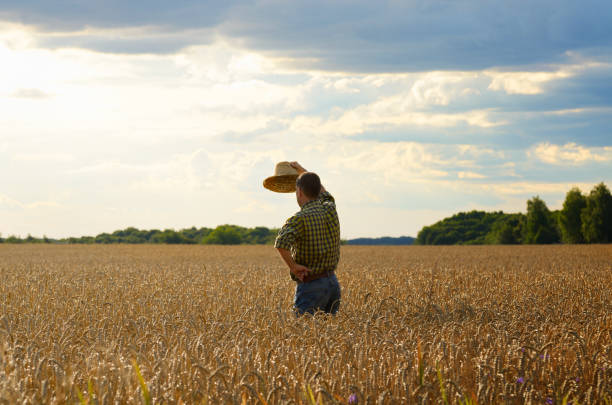 istock Farmer in straw hat stands at harvest ready wheat field 1207735237
